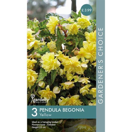 Gardelly Begonia Pendula Yellow